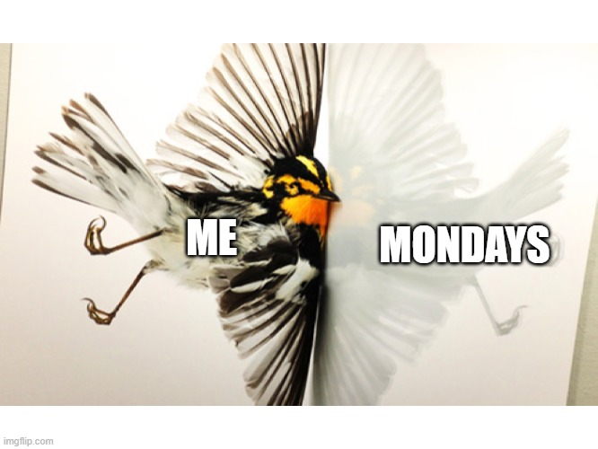 You Feel It Every Monday | MONDAYS; ME | image tagged in bird hitting window | made w/ Imgflip meme maker