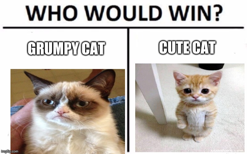 Grumpy Cat Or Cute Cat | CUTE CAT; GRUMPY CAT | image tagged in memes,who would win | made w/ Imgflip meme maker