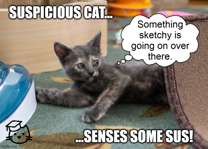 Flip the Kitten Senses Sus! | SUSPICIOUS CAT... ...SENSES SOME SUS! | image tagged in kittenacademy,kittens,among us sus | made w/ Imgflip meme maker
