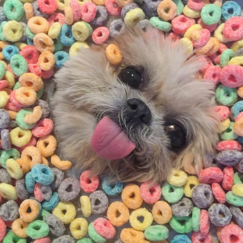 are froot loops bad for dogs