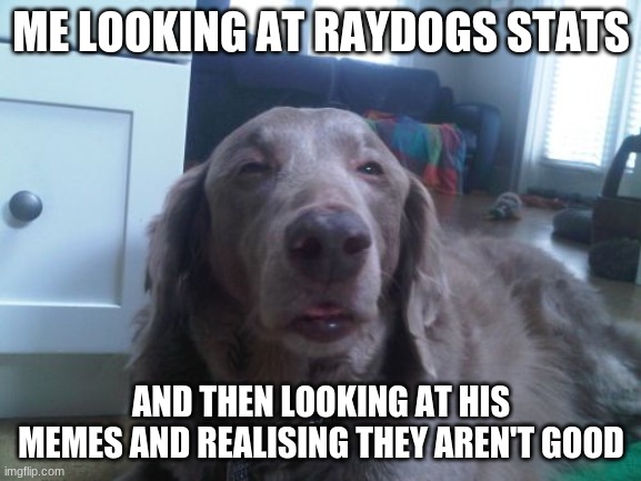 why tho why does he have over 1000 followers when his memes aren't good?!?!?!? |  ME LOOKING AT RAYDOGS STATS; AND THEN LOOKING AT HIS MEMES AND REALISING THEY AREN'T GOOD | image tagged in memes,high dog | made w/ Imgflip meme maker