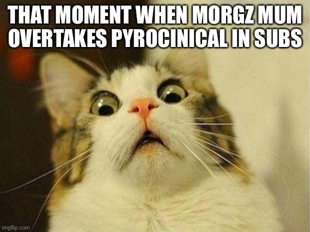 Scared Cat | THAT MOMENT WHEN MORGZ MUM OVERTAKES PYROCINICAL IN SUBS | image tagged in memes,scared cat | made w/ Imgflip meme maker