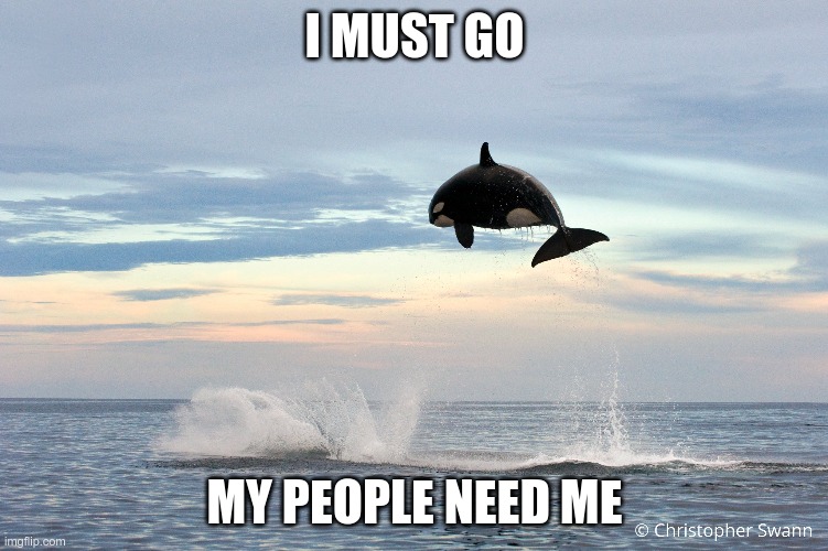 I MUST GO | I MUST GO; MY PEOPLE NEED ME | image tagged in i must go,my people need me,whale,orca,flight | made w/ Imgflip meme maker