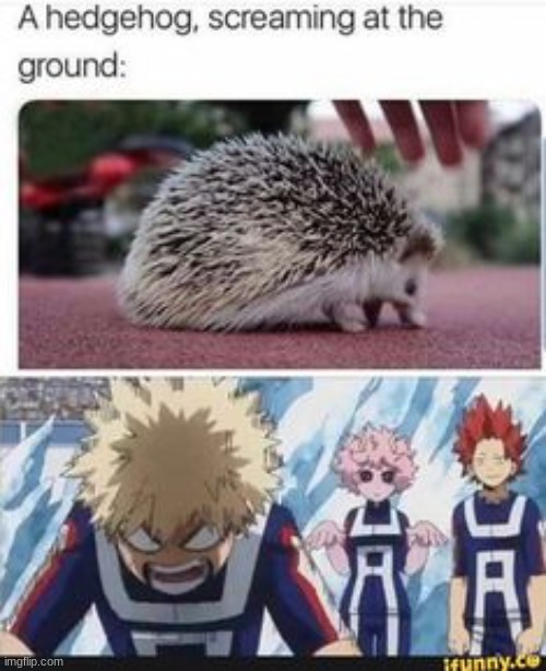 bakugou is now an angrey hedgehog | image tagged in mha | made w/ Imgflip meme maker