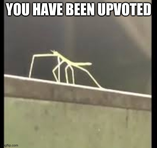 buggle dance | YOU HAVE BEEN UPVOTED | image tagged in stickbug | made w/ Imgflip meme maker