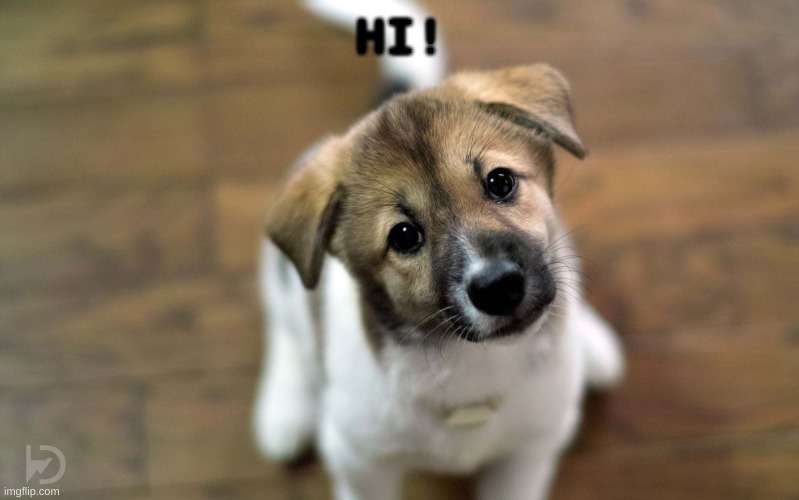 Cute dog | HI! | image tagged in cute dog | made w/ Imgflip meme maker