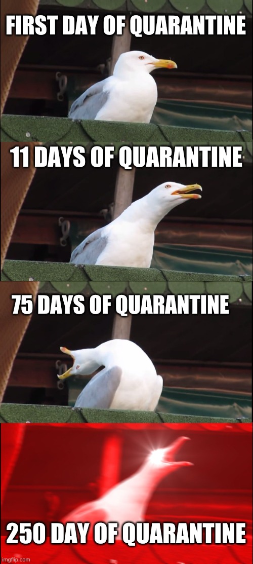 Inhaling Seagull Meme | FIRST DAY OF QUARANTINE; 11 DAYS OF QUARANTINE; 75 DAYS OF QUARANTINE; 250 DAY OF QUARANTINE | image tagged in memes,inhaling seagull | made w/ Imgflip meme maker