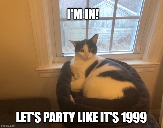 Zelda in RI | I'M IN! LET'S PARTY LIKE IT'S 1999 | image tagged in cat,funny cats,party time | made w/ Imgflip meme maker