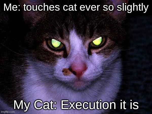 kad | Me: touches cat ever so slightly; My Cat: Execution it is | image tagged in cats | made w/ Imgflip meme maker