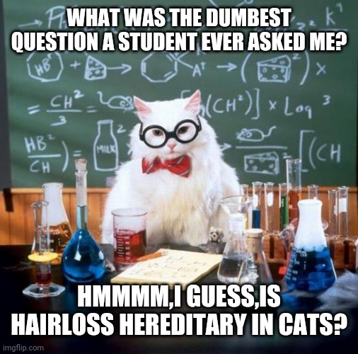 Chemistry Cat | WHAT WAS THE DUMBEST QUESTION A STUDENT EVER ASKED ME? HMMMM,I GUESS,IS HAIRLOSS HEREDITARY IN CATS? | image tagged in memes,chemistry cat | made w/ Imgflip meme maker