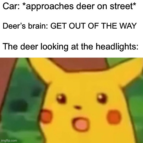 Oh I didn’t know death was so bright | Car: *approaches deer on street*; Deer’s brain: GET OUT OF THE WAY; The deer looking at the headlights: | image tagged in memes,surprised pikachu | made w/ Imgflip meme maker