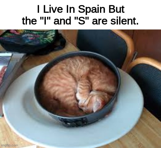 awwwww look at em. | I Live In Spain But the "I" and "S" are silent. | image tagged in cats,funny,memes | made w/ Imgflip meme maker