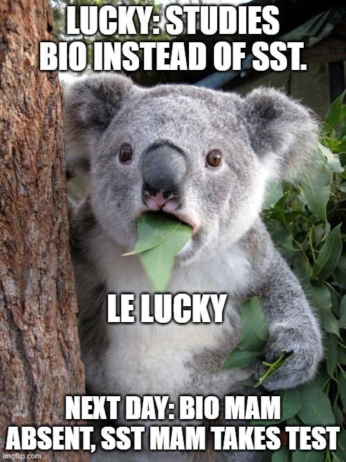 lucky bad luck | LUCKY: STUDIES BIO INSTEAD OF SST. LE LUCKY; NEXT DAY: BIO MAM ABSENT, SST MAM TAKES TEST | image tagged in memes,surprised koala | made w/ Imgflip meme maker