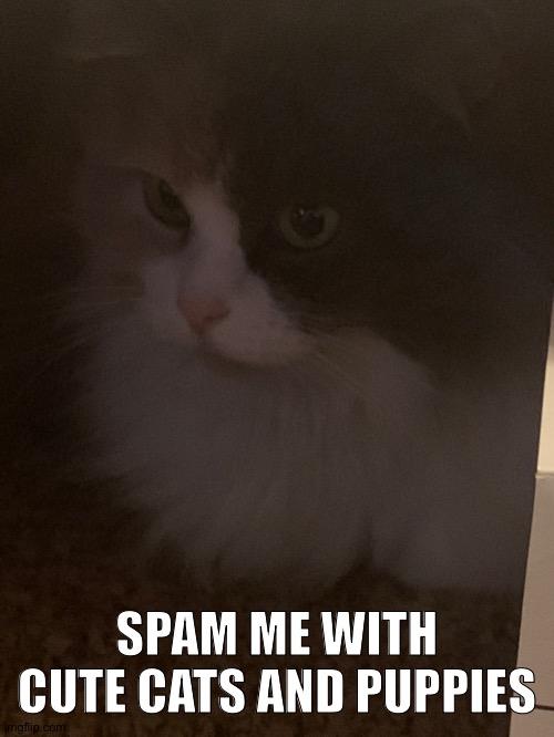 Cat loaf | SPAM ME WITH CUTE CATS AND PUPPIES | image tagged in cat loaf | made w/ Imgflip meme maker