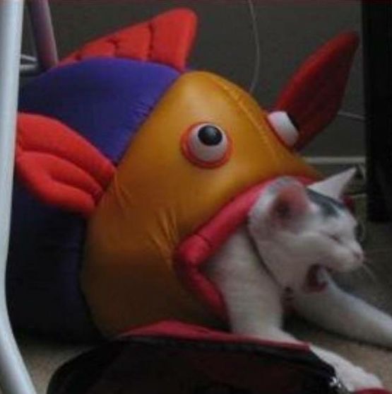 High Quality Fish eating cat Blank Meme Template