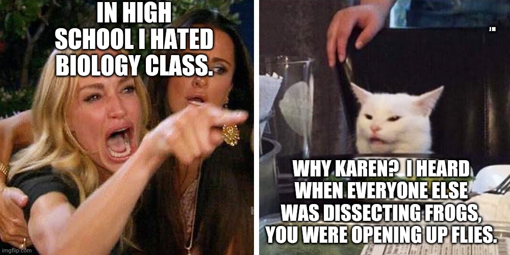 Smudge the cat | IN HIGH SCHOOL I HATED BIOLOGY CLASS. J M; WHY KAREN?  I HEARD WHEN EVERYONE ELSE WAS DISSECTING FROGS, YOU WERE OPENING UP FLIES. | image tagged in smudge the cat | made w/ Imgflip meme maker