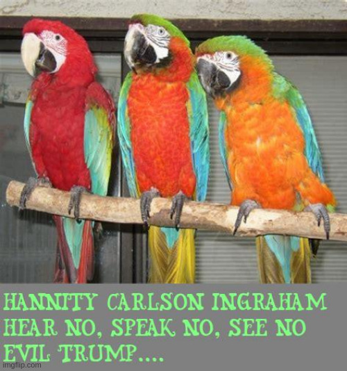 Hannity Carlson Ingraham 3 parrots | image tagged in fox news | made w/ Imgflip meme maker