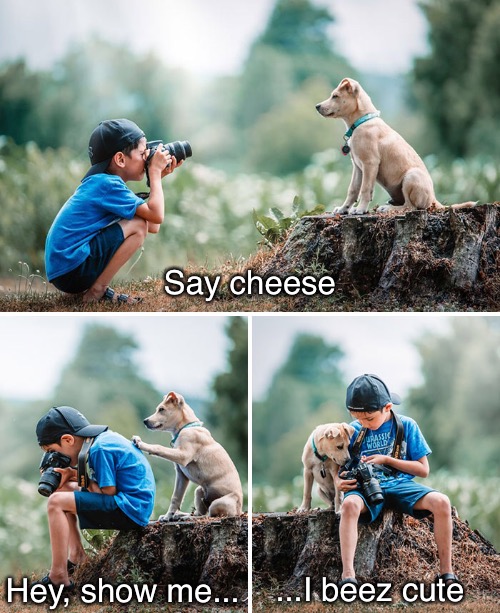 Supermodel | Say cheese; ...I beez cute; Hey, show me... | image tagged in funny memes,dogs | made w/ Imgflip meme maker