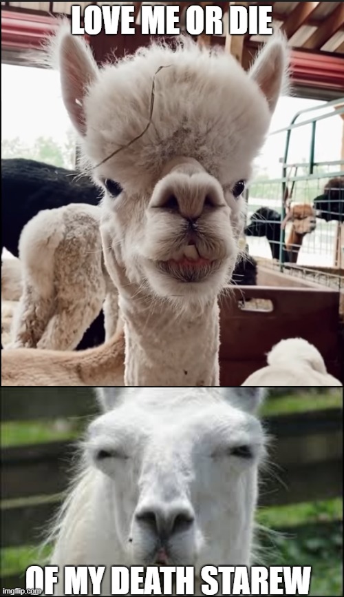 llama murderer | LOVE ME OR DIE; OF MY DEATH STAREW | image tagged in funny | made w/ Imgflip meme maker