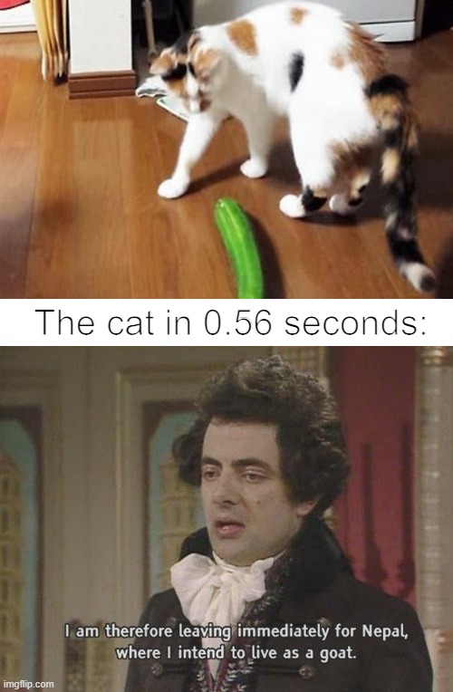 Cat*run* | The cat in 0.56 seconds: | image tagged in cucumber,i am therefore leaving immediately for nepal | made w/ Imgflip meme maker