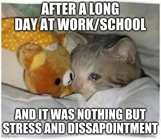 crying cat with teddy bear | AFTER A LONG DAY AT WORK/SCHOOL; AND IT WAS NOTHING BUT STRESS AND DISSAPOINTMENT | image tagged in crying cat with teddy bear | made w/ Imgflip meme maker