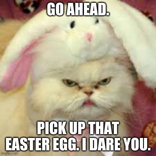 Easter Cat | GO AHEAD. PICK UP THAT EASTER EGG. I DARE YOU. | image tagged in easter cat | made w/ Imgflip meme maker