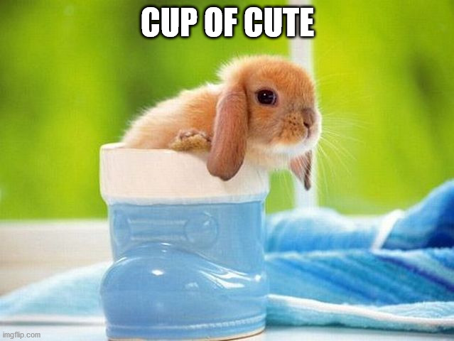 CUP OF CUTE | image tagged in bunnies | made w/ Imgflip meme maker