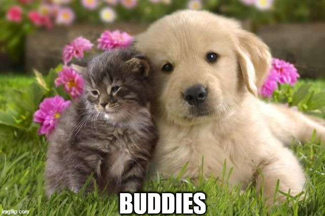 BUDDIES | image tagged in dogs | made w/ Imgflip meme maker