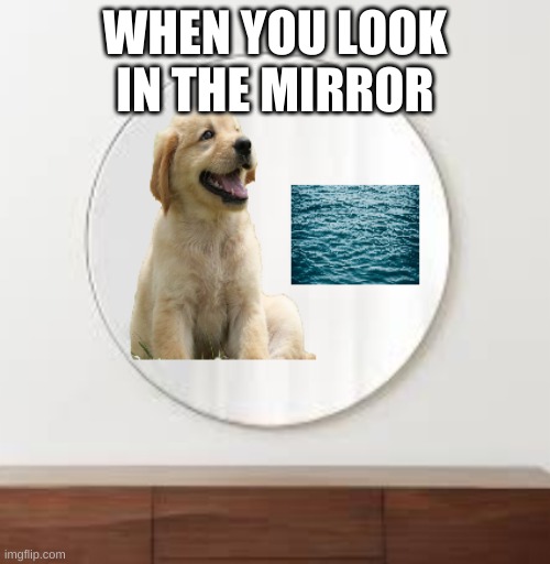 When you look on the mirror | WHEN YOU LOOK IN THE MIRROR | image tagged in lol | made w/ Imgflip meme maker