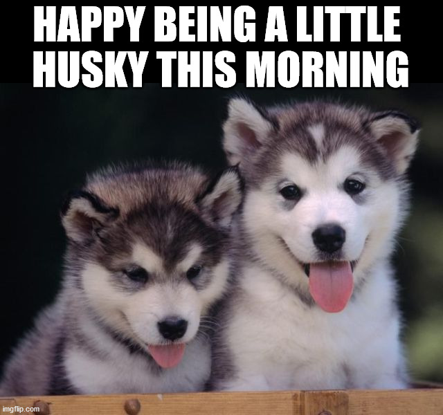 HAPPY BEING A LITTLE 
HUSKY THIS MORNING | image tagged in dogs | made w/ Imgflip meme maker