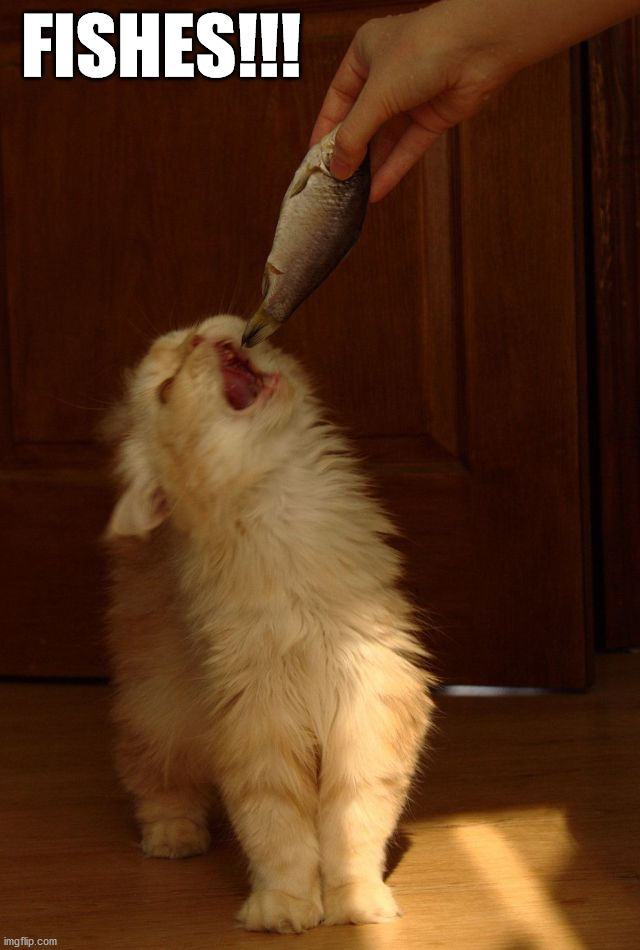 FISHES!!! | image tagged in cats | made w/ Imgflip meme maker