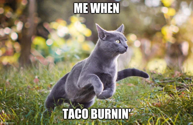 C AT O | ME WHEN; TACO BURNIN' | image tagged in cat go | made w/ Imgflip meme maker