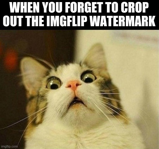 Scared Cat Meme | WHEN YOU FORGET TO CROP OUT THE IMGFLIP WATERMARK | image tagged in memes,scared cat | made w/ Imgflip meme maker
