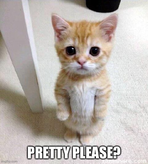 Cute Cat Meme | PRETTY PLEASE? | image tagged in memes,cute cat | made w/ Imgflip meme maker