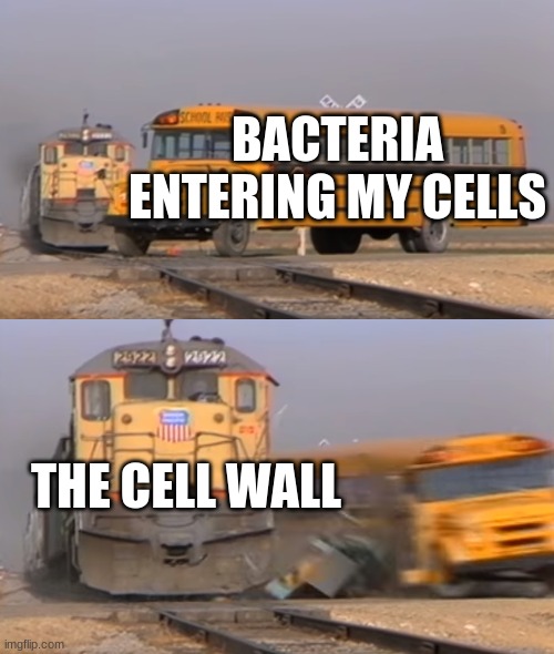 cell wall in a nutshell | BACTERIA ENTERING MY CELLS; THE CELL WALL | image tagged in a train hitting a school bus | made w/ Imgflip meme maker