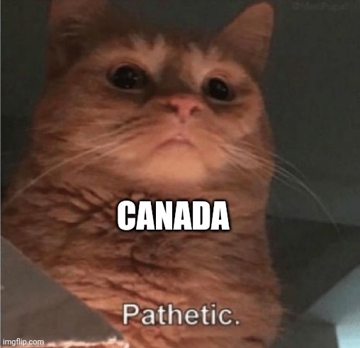 Pathetic Cat | CANADA | image tagged in pathetic cat | made w/ Imgflip meme maker