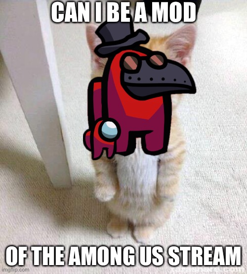 Plz or this guy will get cuter | CAN I BE A MOD; OF THE AMONG US STREAM | image tagged in memes,cute cat | made w/ Imgflip meme maker