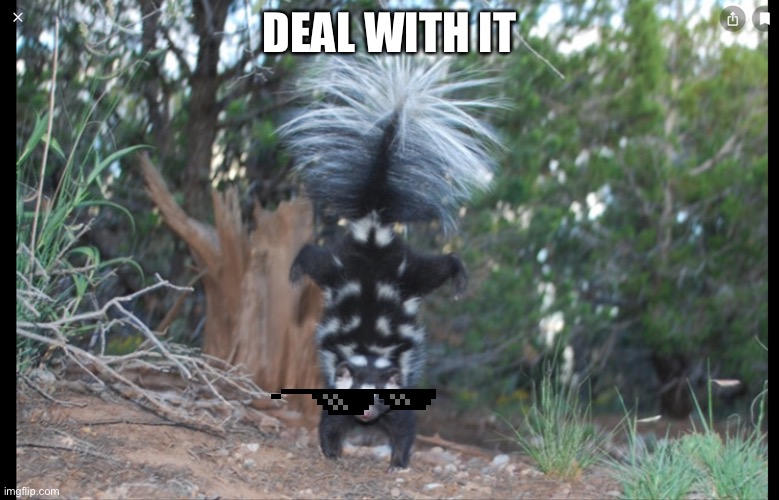 Skunk deals | DEAL WITH IT | image tagged in skunk | made w/ Imgflip meme maker