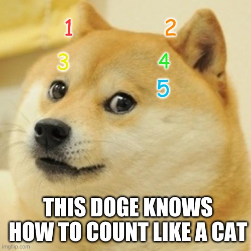 Counting Doge(Hillarious) | 2; 1; 3; 4; 5; THIS DOGE KNOWS HOW TO COUNT LIKE A CAT | image tagged in memes,doge | made w/ Imgflip meme maker