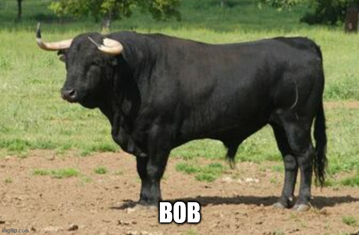 Bull oney | BOB | image tagged in bull oney | made w/ Imgflip meme maker