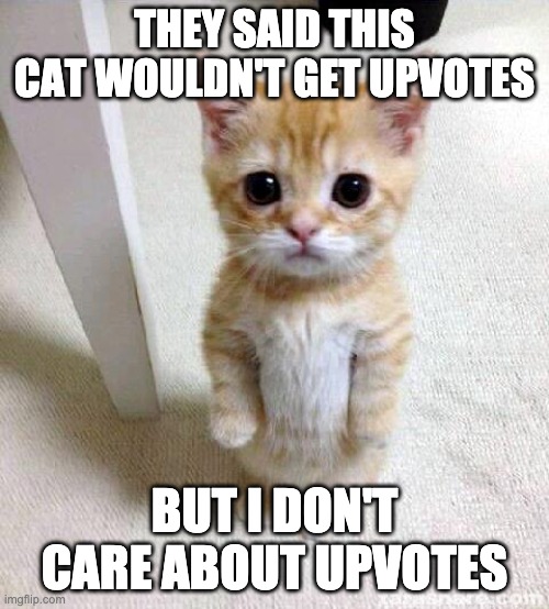Aww cute | THEY SAID THIS CAT WOULDN'T GET UPVOTES; BUT I DON'T CARE ABOUT UPVOTES | image tagged in memes,cute cat | made w/ Imgflip meme maker