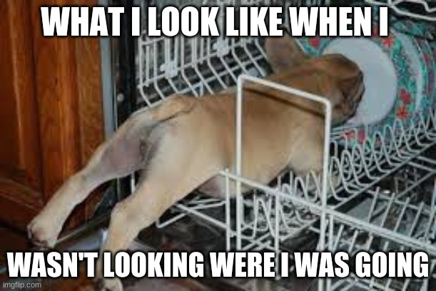 Walking | WHAT I LOOK LIKE WHEN I; WASN'T LOOKING WERE I WAS GOING | image tagged in dog,dishwasher | made w/ Imgflip meme maker