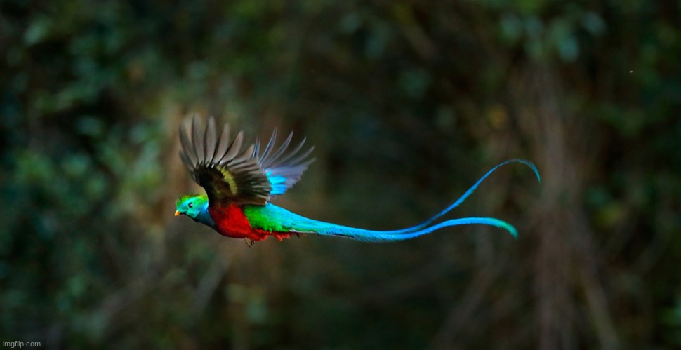 Quetzal | image tagged in birds | made w/ Imgflip meme maker