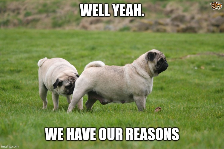 Pug Sniffing Pug's Butt | WELL YEAH. WE HAVE OUR REASONS | image tagged in pug sniffing pug's butt | made w/ Imgflip meme maker