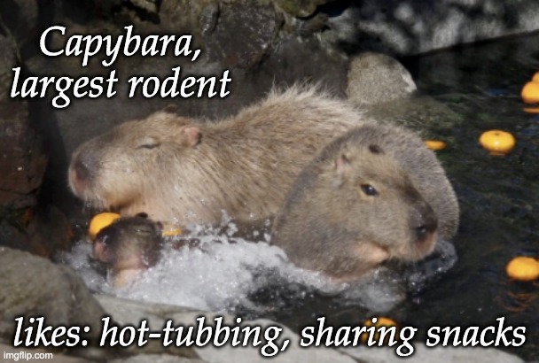 Charming Cappy | Capybara, largest rodent; likes: hot-tubbing, sharing snacks | image tagged in capybara,rodent,cute | made w/ Imgflip meme maker