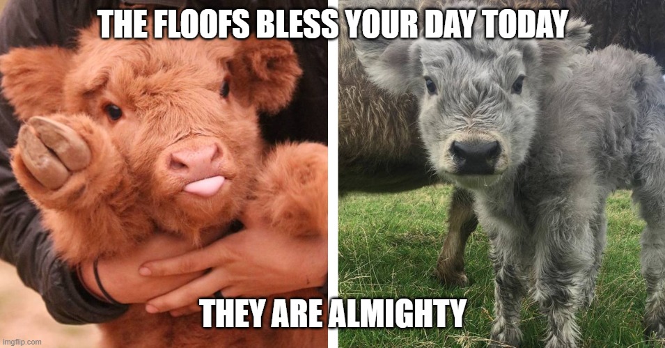 :)) | THE FLOOFS BLESS YOUR DAY TODAY; THEY ARE ALMIGHTY | image tagged in cows,floof | made w/ Imgflip meme maker