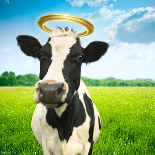 Holy Cow | image tagged in holy cow | made w/ Imgflip meme maker