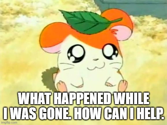 Hamtaro Meme | WHAT HAPPENED WHILE I WAS GONE. HOW CAN I HELP. | image tagged in memes,hamtaro | made w/ Imgflip meme maker
