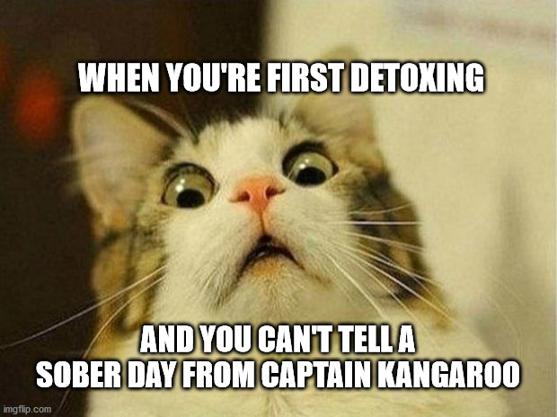 Scared Cat | WHEN YOU'RE FIRST DETOXING; AND YOU CAN'T TELL A SOBER DAY FROM CAPTAIN KANGAROO | image tagged in memes,scared cat | made w/ Imgflip meme maker