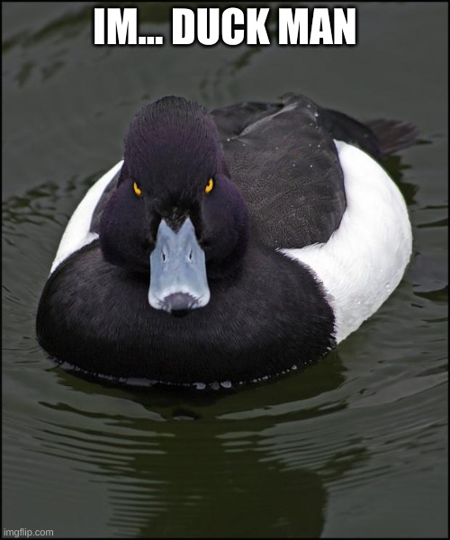 Angry duck | IM... DUCK MAN | image tagged in angry duck | made w/ Imgflip meme maker